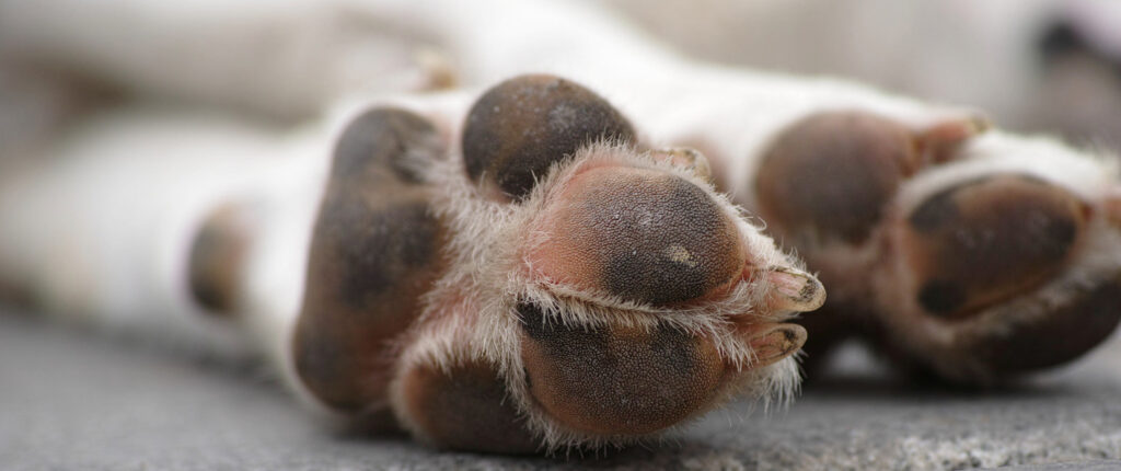 Pfotenpflege beim Hund