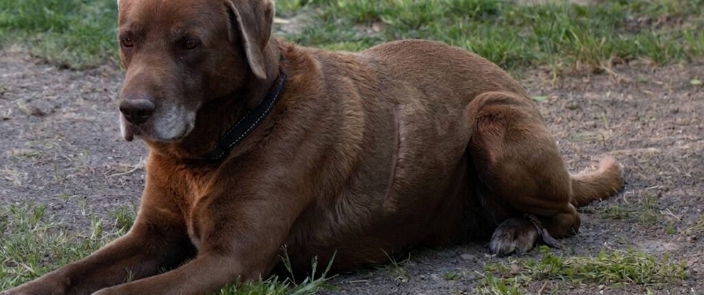 Jede Narbe ist ein Störfaktor. Dieser Hund hat eine lange Narbe im Bereich des letzten Rippenbogens.